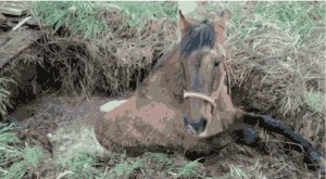 caballo_pozo